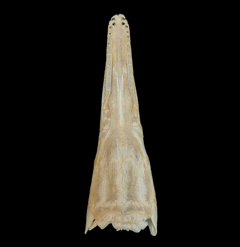 Spotted Garfish Skull-Skulls-Educational Biofacts INC.-PaxtonGate