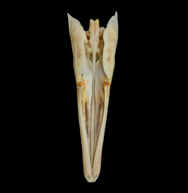 Spotted Garfish Skull-Skulls-Educational Biofacts INC.-PaxtonGate