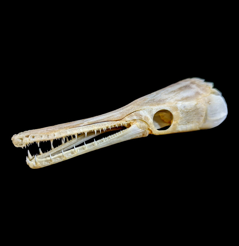 Spotted Garfish Skull-Skulls-Educational Biofacts INC.-PaxtonGate