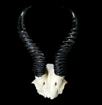 Springbok Horns Skull Plate-Skulls-African Crafts Market-PaxtonGate