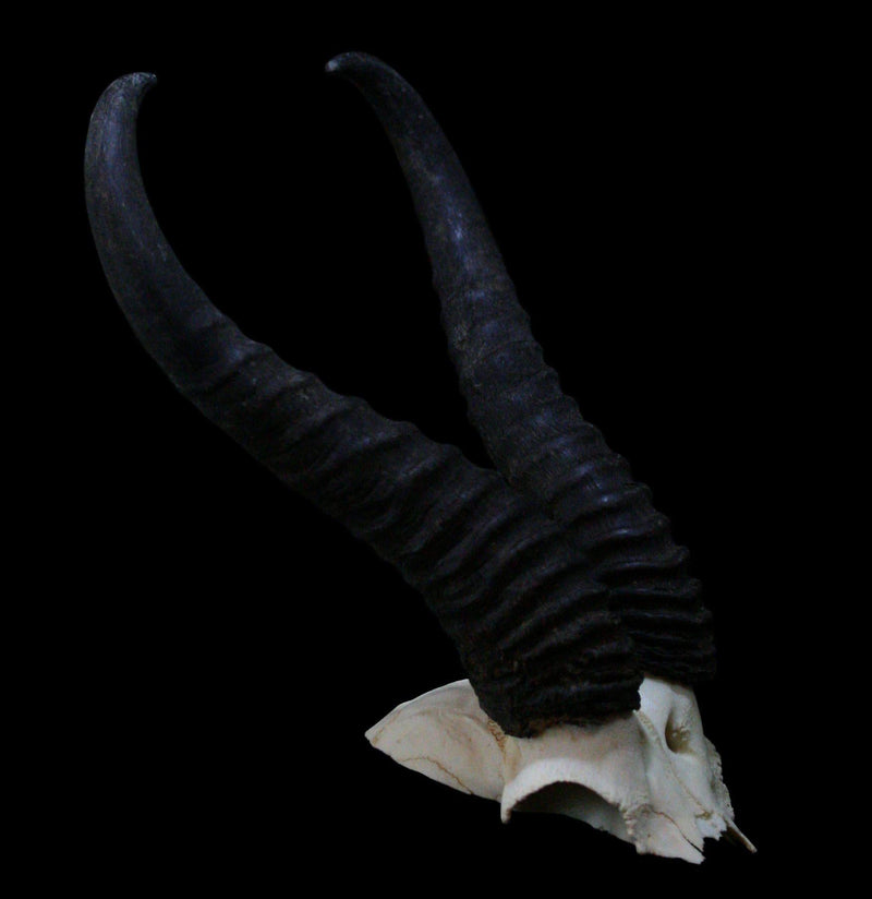 Springbok Horns Skull Plate - Paxton Gate