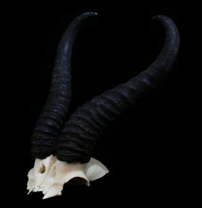 Springbok Horns Skull Plate - Paxton Gate