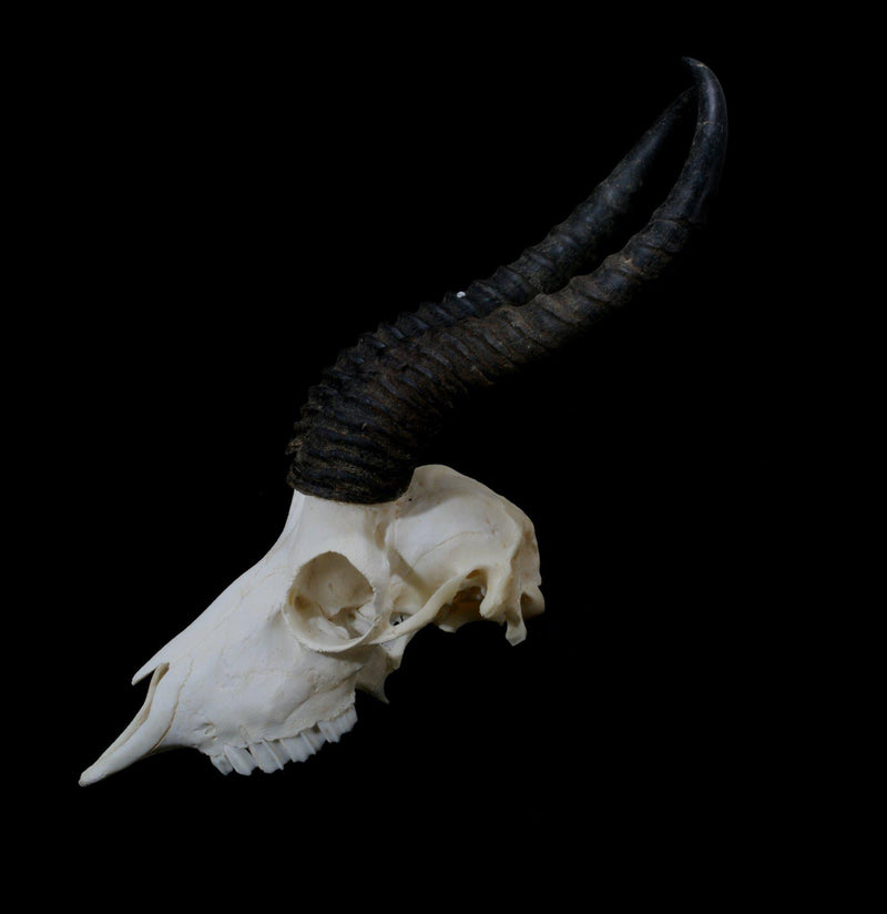 Springbok Skull with Horns - Paxton Gate