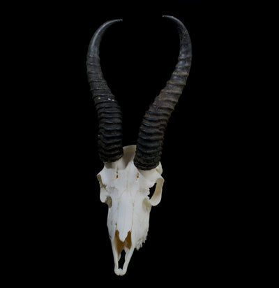 Springbok Skull with Horns - Paxton Gate