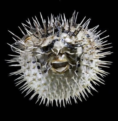 Taxidermy Blowfish - Paxton Gate