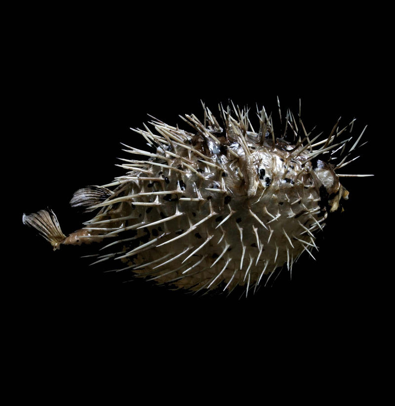 Taxidermy Blowfish - Paxton Gate