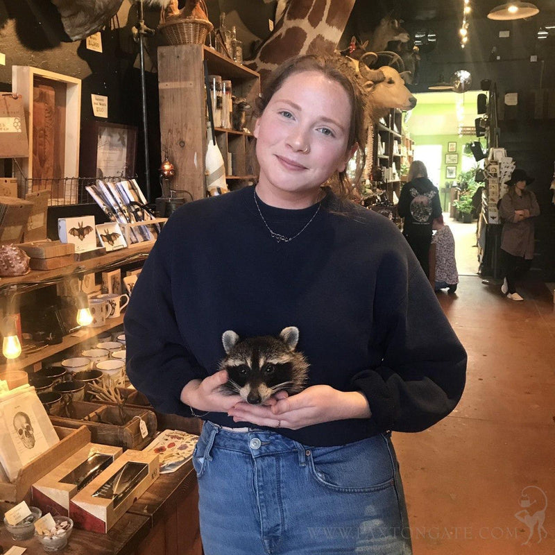 DIY Taxidermy Raccoon Head Mount Workshop-Workshop-Geoffrey Vassallo-PaxtonGate