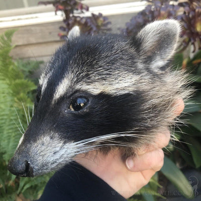 DIY Taxidermy Raccoon Head Mount Workshop-Workshop-Geoffrey Vassallo-PaxtonGate