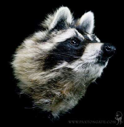 DIY Taxidermy Raccoon Head Mount Workshop-Workshop-Geoffrey Vassallo-PaxtonGate