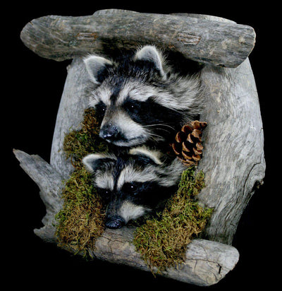 Taxidermy Raccoon Pair On Forest Mount - Paxton Gate