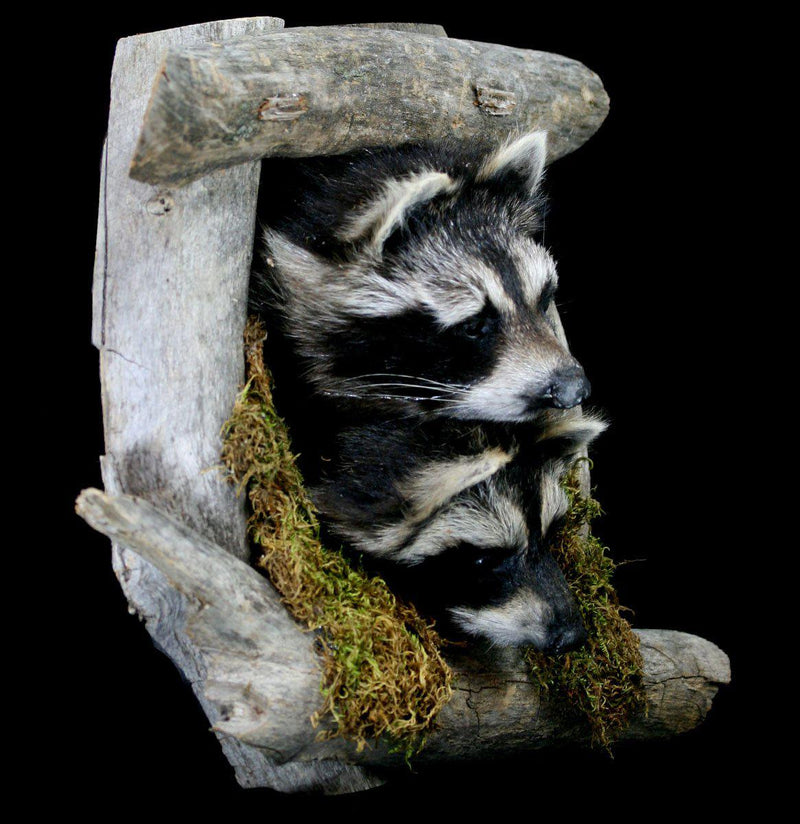 Taxidermy Raccoon Pair On Forest Mount - Paxton Gate