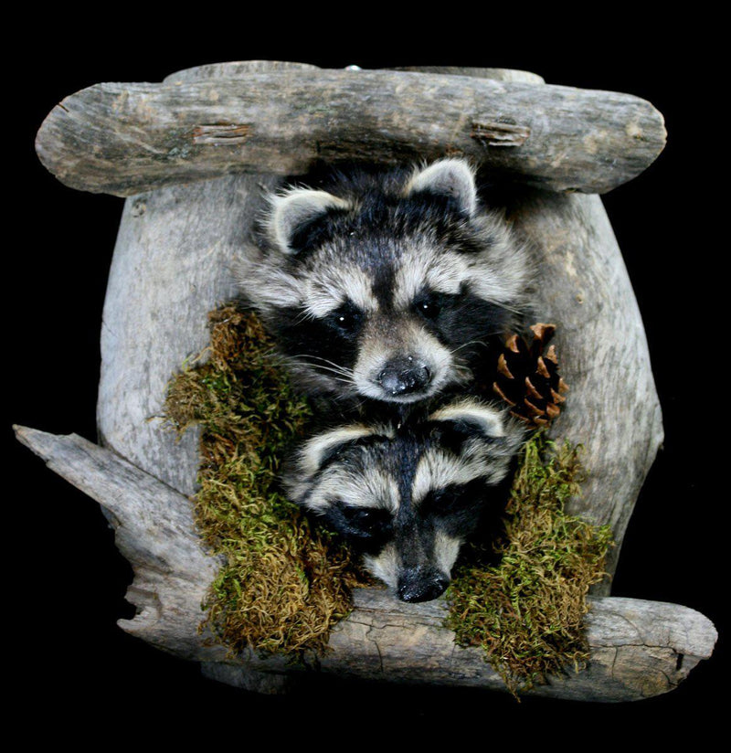 Taxidermy Raccoon Pair On Forest Mount - Paxton Gate