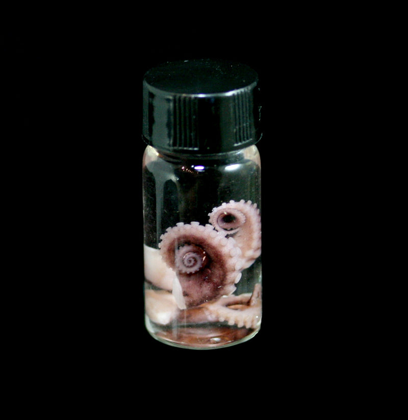 Tentacle Wet Specimen - Paxton Gate