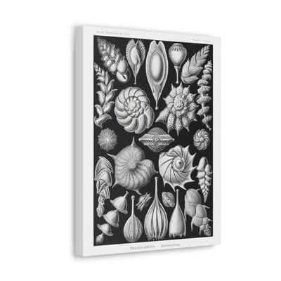 "thalamophora kammerlinge" By Ernst Haeckel Canvas Gallery Wraps-Canvas-Printify-PaxtonGate