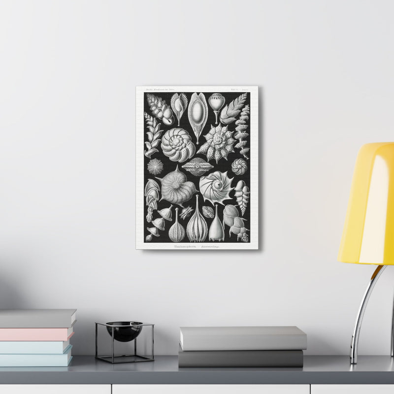 "thalamophora kammerlinge" By Ernst Haeckel Canvas Gallery Wraps-Canvas-Printify-PaxtonGate