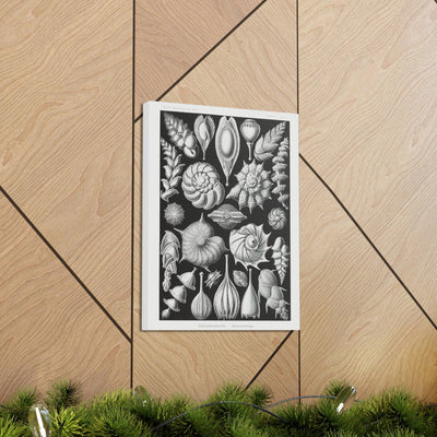 "thalamophora kammerlinge" By Ernst Haeckel Canvas Gallery Wraps-Canvas-Printify-PaxtonGate