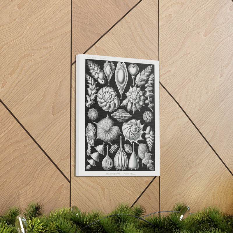 "thalamophora kammerlinge" By Ernst Haeckel Canvas Gallery Wraps-Canvas-Printify-PaxtonGate