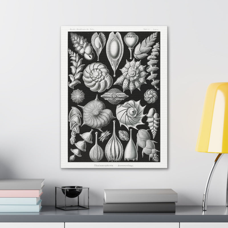 "thalamophora kammerlinge" By Ernst Haeckel Canvas Gallery Wraps-Canvas-Printify-PaxtonGate