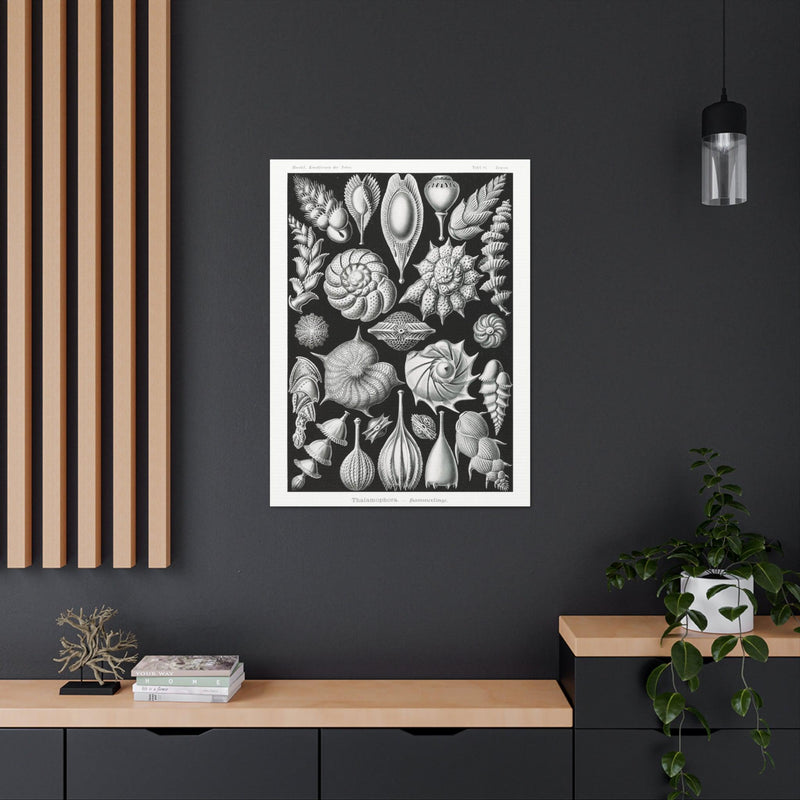 "thalamophora kammerlinge" By Ernst Haeckel Canvas Gallery Wraps-Canvas-Printify-PaxtonGate