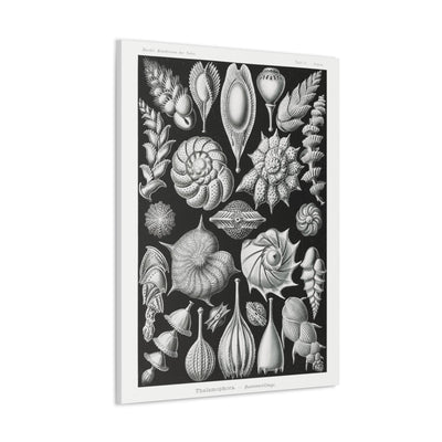 "thalamophora kammerlinge" By Ernst Haeckel Canvas Gallery Wraps-Canvas-Printify-PaxtonGate