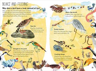 The Big Book of Birds - Paxton Gate