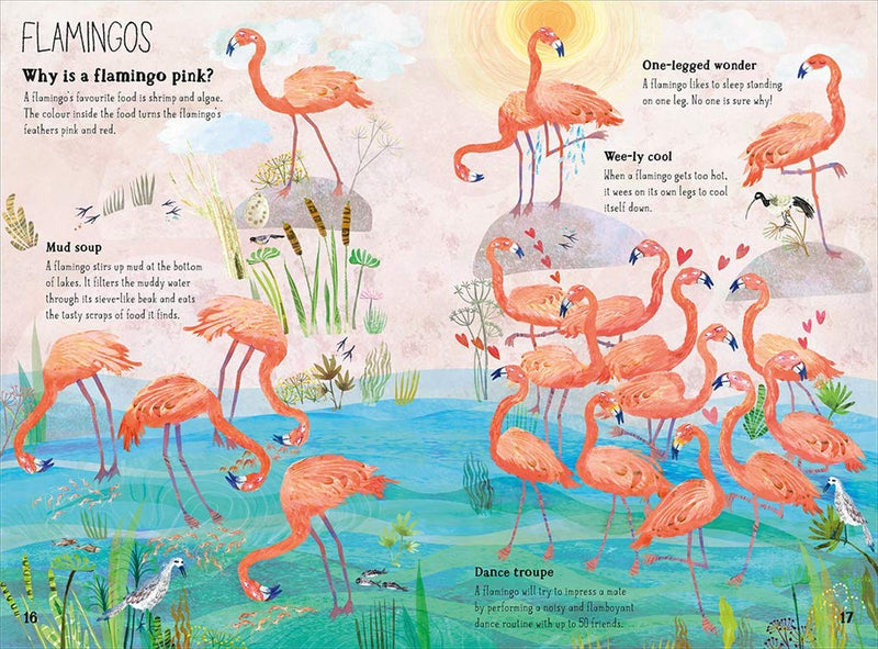 The Big Book of Birds - Paxton Gate