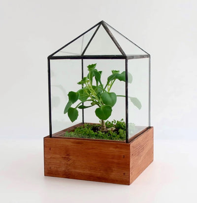 The Dorman Terrarium-Terrariums-LeadHead Glass-PaxtonGate