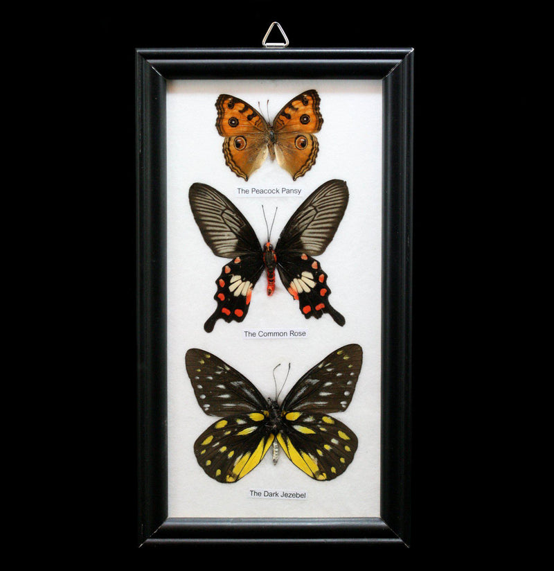 Three Riker Mounted Butterflies - Paxton Gate