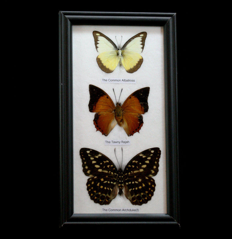 Three Riker Mounted Butterflies - Paxton Gate