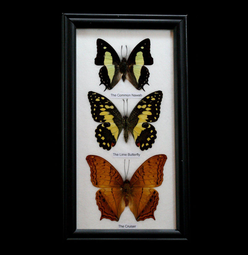 Three Riker Mounted Butterflies - Paxton Gate