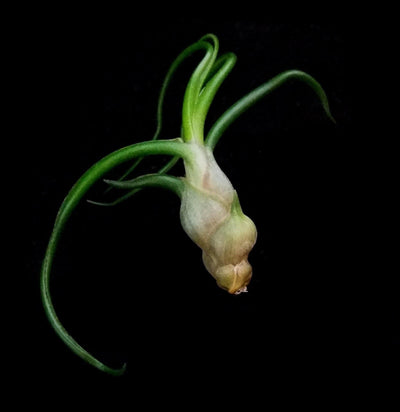 Tillandsia Bulbosa Guat. - Paxton Gate