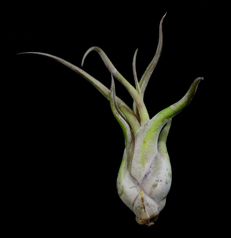 Tillandsia Caput-Medusae - Paxton Gate