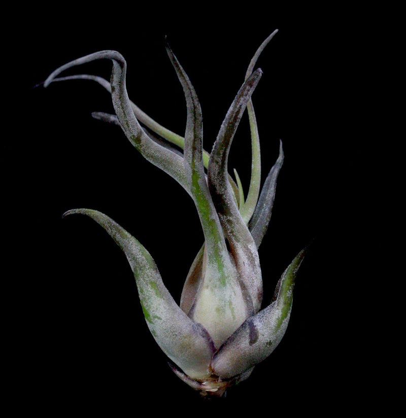 Tillandsia Caput-Medusae - Paxton Gate