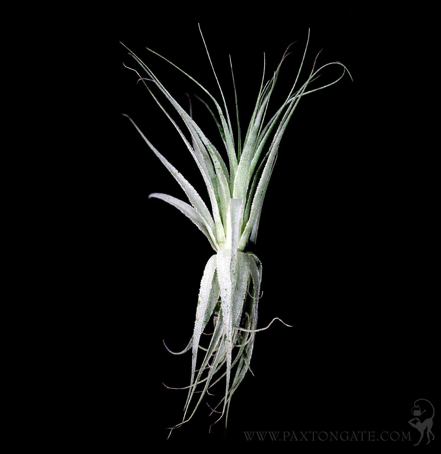 Tillandsia Gardneri For Sale | Paxton Gate