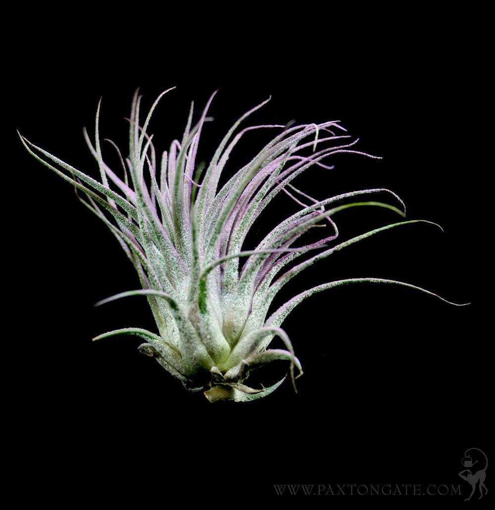 houston purple air plant Enhanced Houston Purple Tillandsia