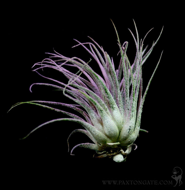 Tillandsia Ionantha Lilac For Sale | Paxton Gate