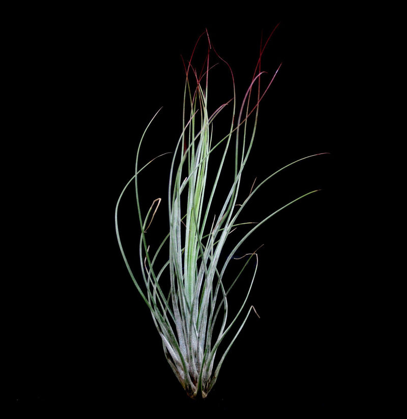 Tillandsia Juncifolia - Paxton Gate