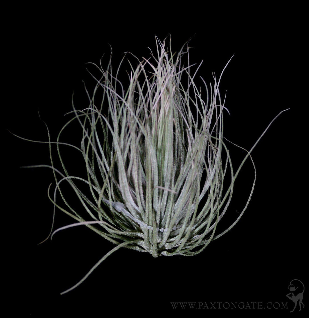Tillandsia Magnusiana For Sale | Paxton Gate