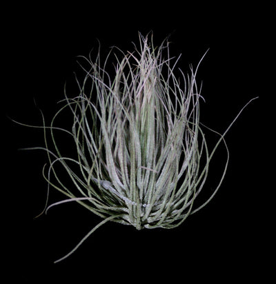 Tillandsia Magnusiana - Paxton Gate