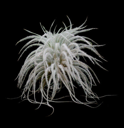 Tillandsia Tectorum - Paxton Gate