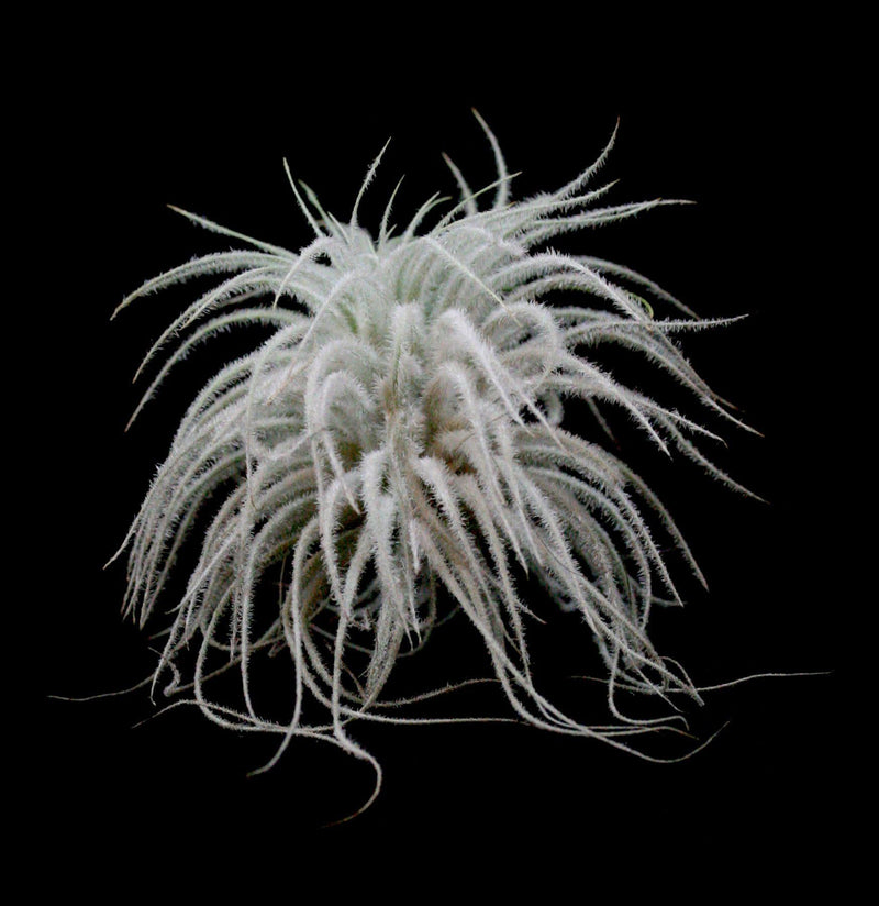 Tillandsia Tectorum - Paxton Gate