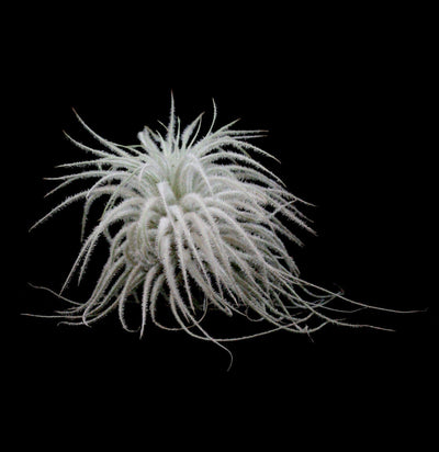 Tillandsia Tectorum - Paxton Gate