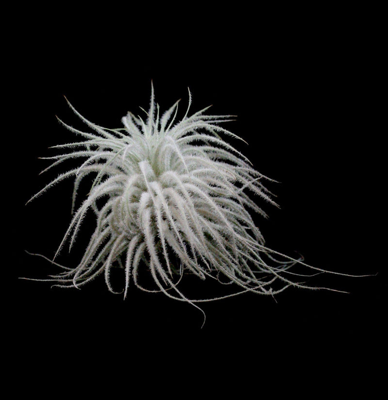 Tillandsia Tectorum - Paxton Gate