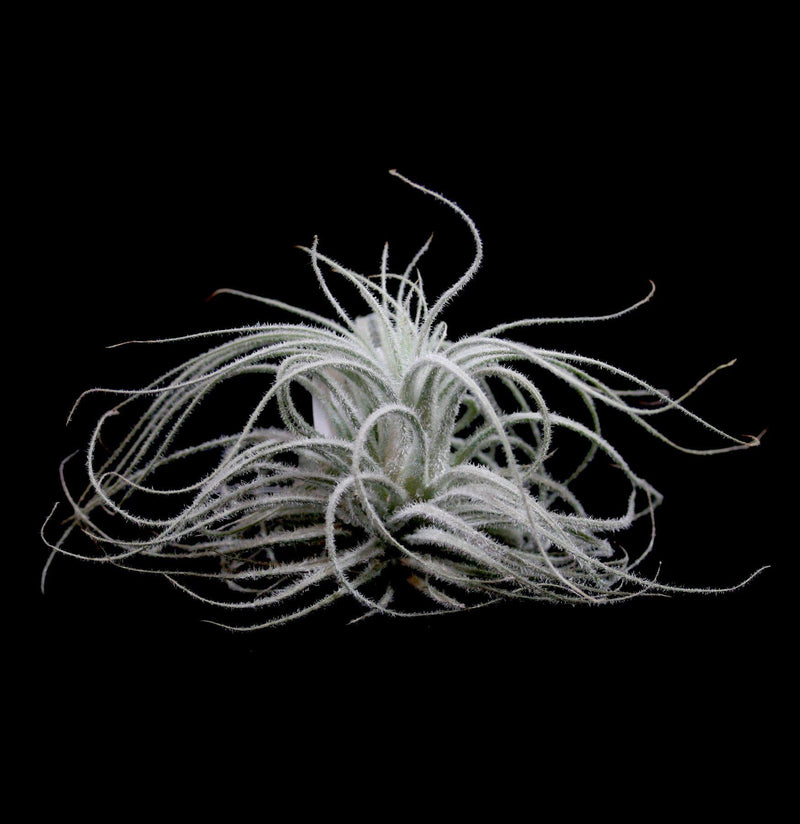 Tillandsia Tectorum - Paxton Gate