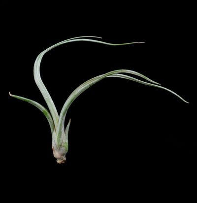 Tillandsia baileyi - Paxton Gate