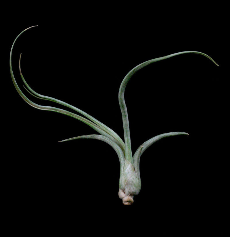 Tillandsia baileyi - Paxton Gate