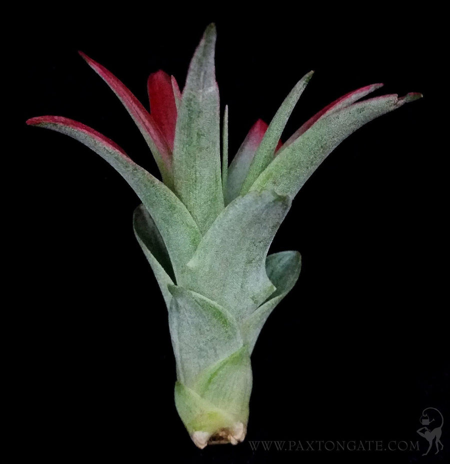 houston purple air plant Enhanced Houston Purple Tillandsia For Sale