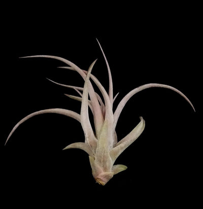 Tillandsia capitata peach - Paxton Gate