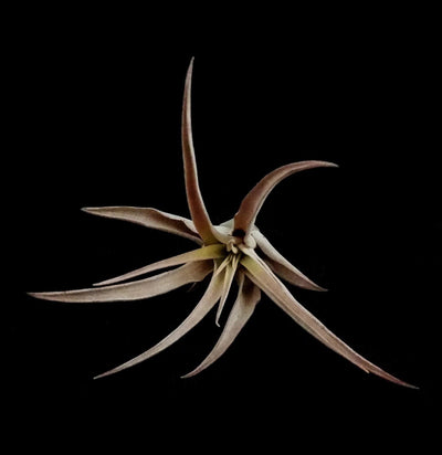 Tillandsia capitata peach - Paxton Gate