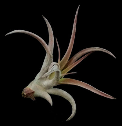 Tillandsia capitata peach - Paxton Gate